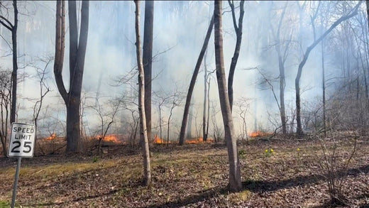 Twin Oaks Hammocks Devastated by Fire