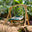 Double Kooala Chair with Footrest and Wood Arc Swing Stand (PREORDER)